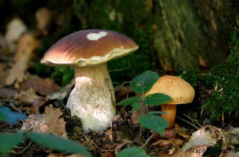 fotos champignons 1